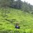 niharikap09