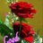 niteshkumar0786