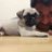 rao_rohit2110