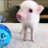 realPigboy