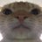 sadcatsblues