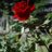 sanjay__majhi
