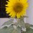 shyam_47