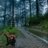 sylvan_serenity
