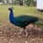 theahmedjaffery